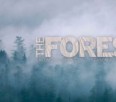 Salomon Running TV continues with Episode 5 : The Forest