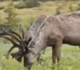 Jasper closing backcountry ski areas to protect caribou - VIDEO