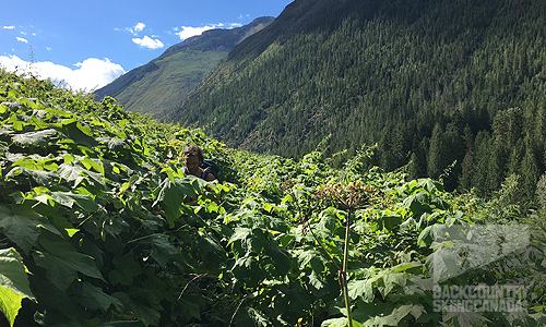 Earl Grey Pass