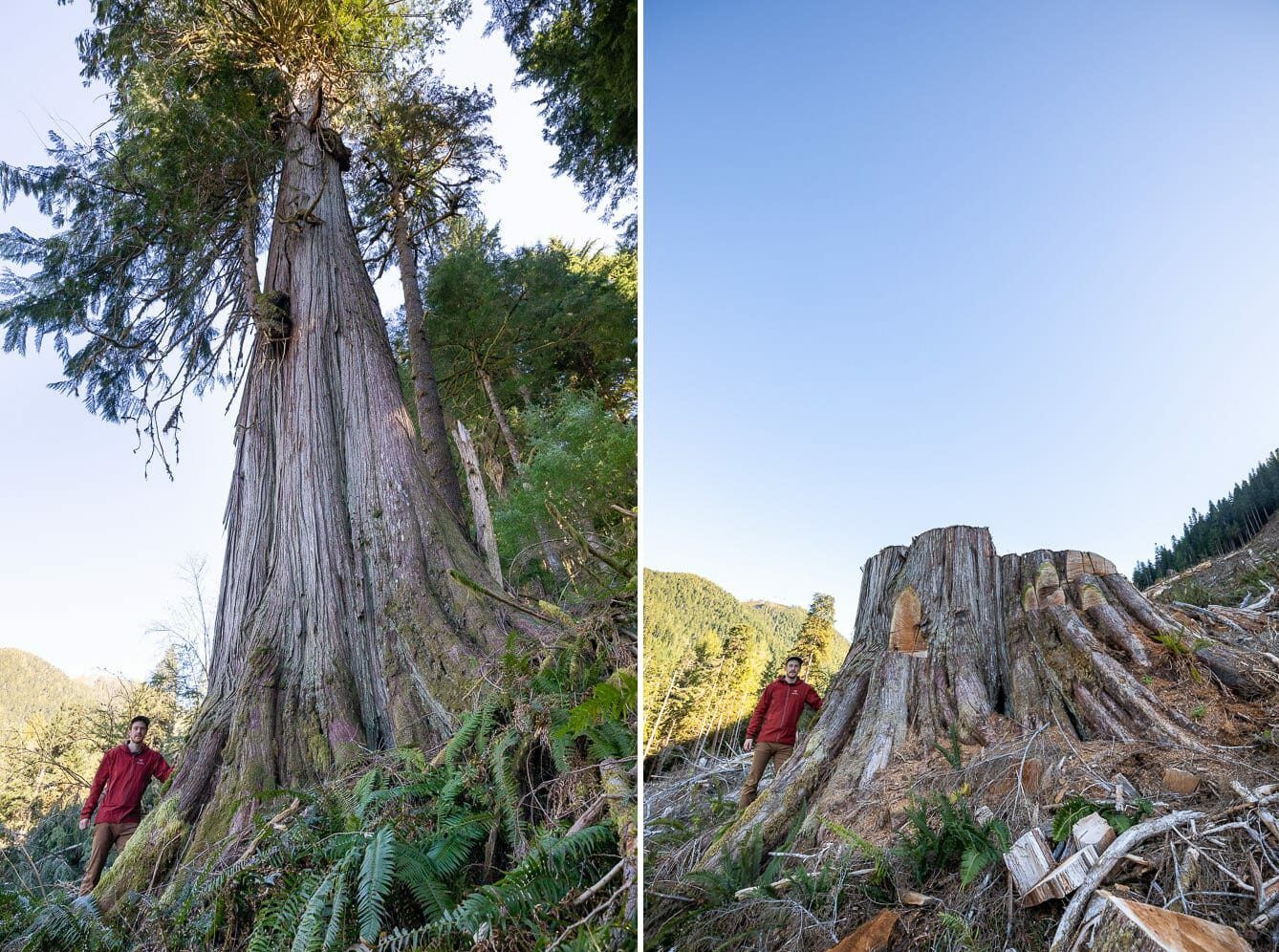 REGULATION-FREE LOGGING ON PRIVATE LAND