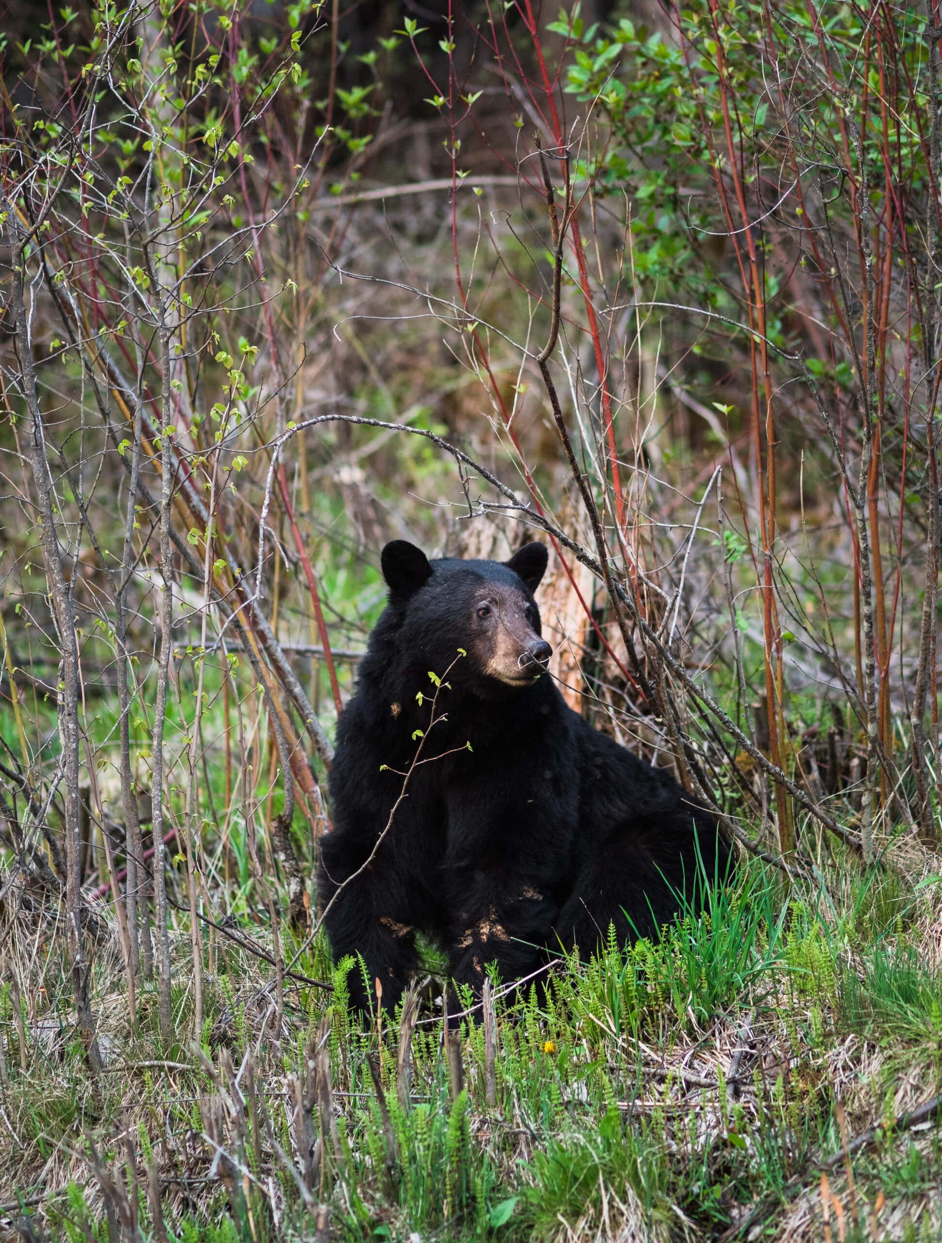 PROPOSED EXPANSION TO PURCELL WILDERNESS CONSERVANCY, IN PROTECTION OF OLD GROWTH FORESTS