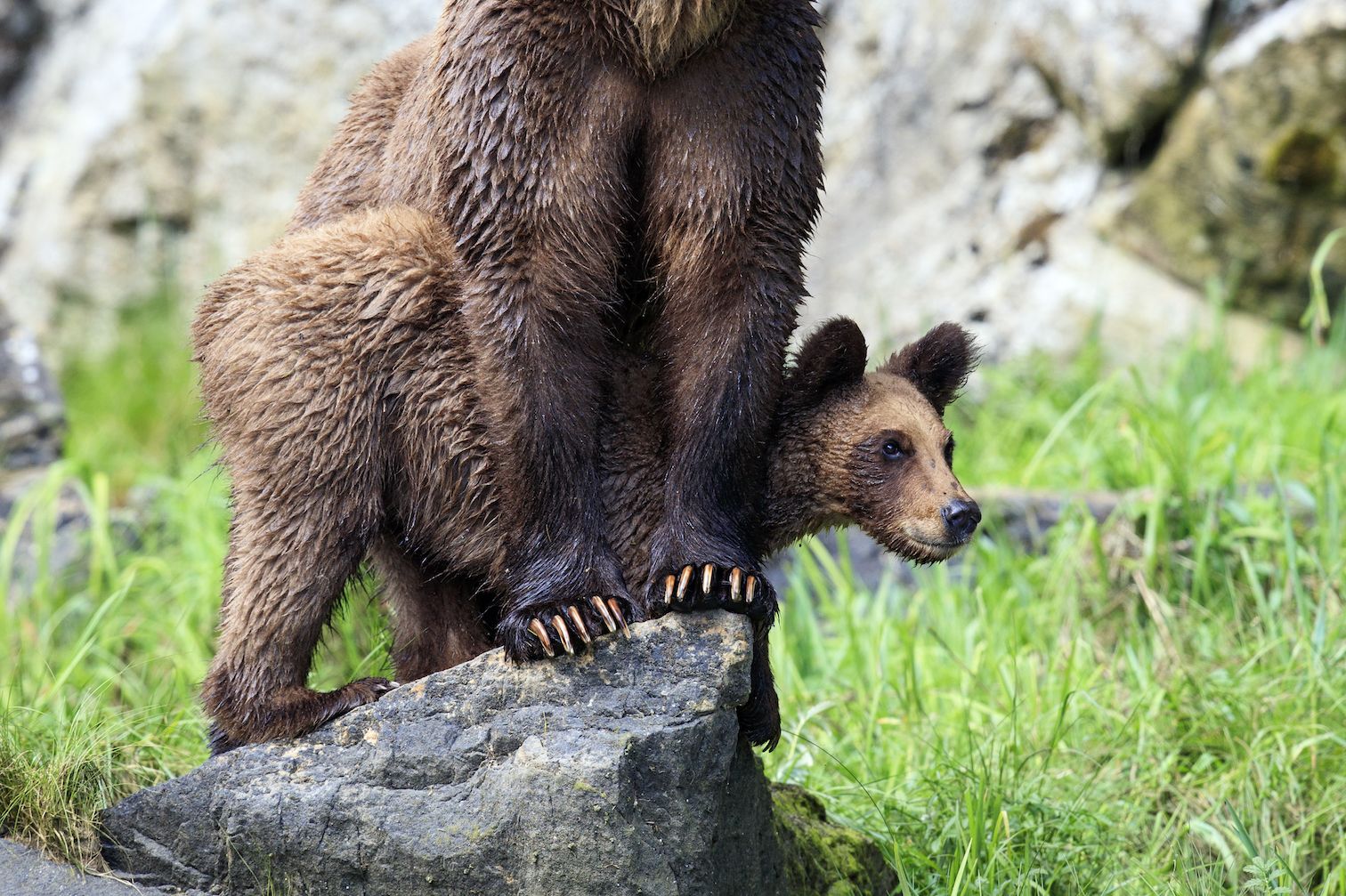 GRIZZLIES OF THE KHUTZEYMATEEN INLET